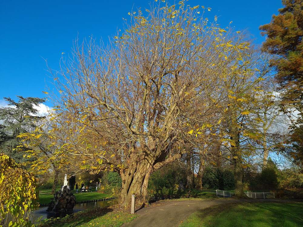 Een grote boom in het Wilhelminapark in Sneek